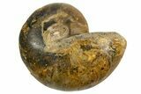 Cut & Polished Jurassic Nautilus Fossil (Half) - Madagascar #339269-1